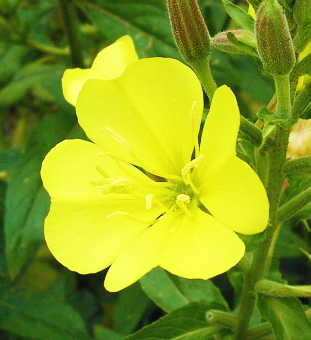 メマツヨイグサ 雌待宵草 の花言葉 バトコート ことば言葉