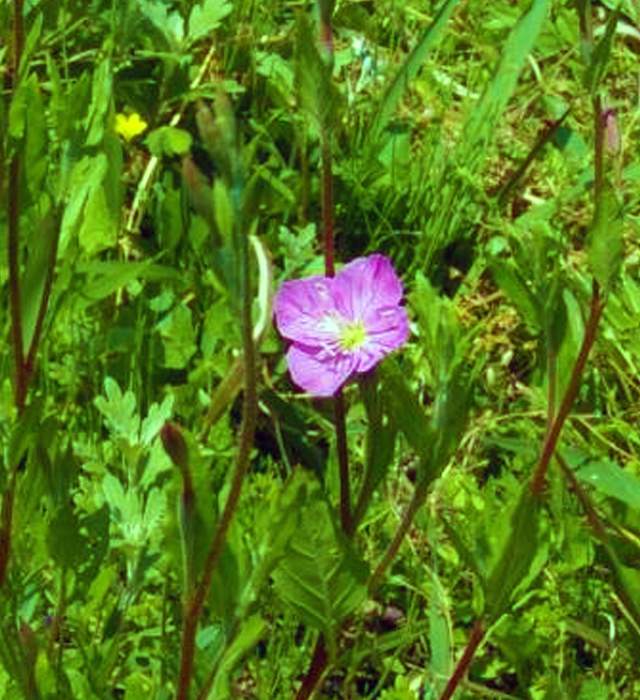 ユウゲショウ 夕化粧 の花言葉 バトコート ことば言葉